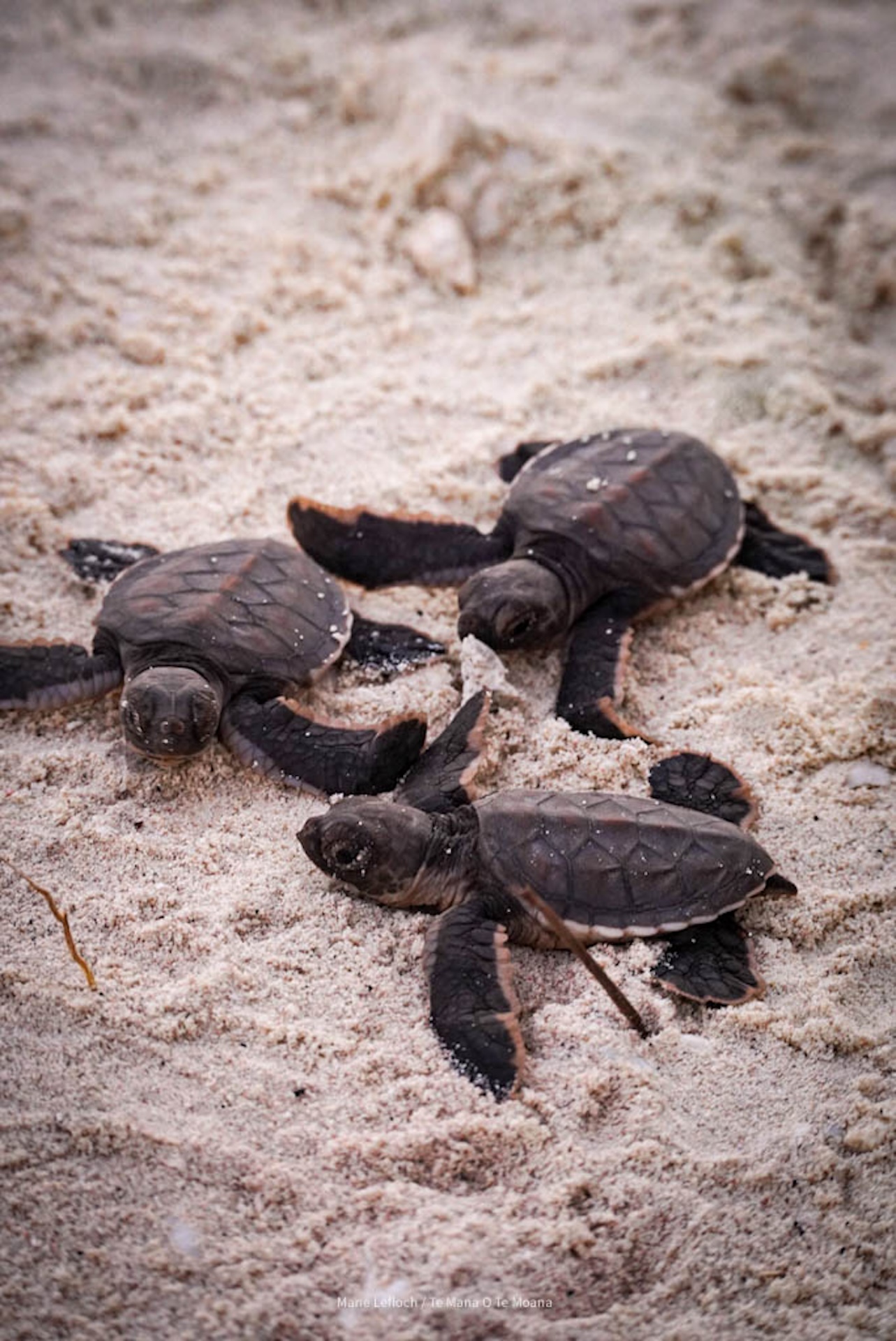 TEMANAOTEMOANA TETIAROA TORTUES PONTESTEMANAOTEMOANATEMANAOTEMOANA.jpg