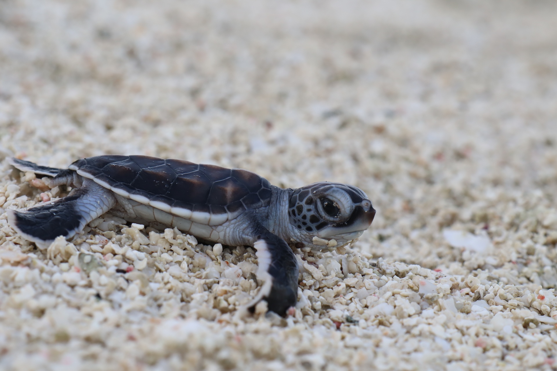 TEMANAOTEMOANA TETIAROA TORTUES PONTESTEMANAOTEMOANAIMG_3052.JPG